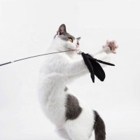 Wholesales Funny Cat Interactive Playing Feather Stick Toy